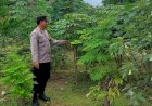 Warga-Desa-Ketimang-Wonoayu-Manfaatkan-Lahan-Kosong-untuk-Wujudkan-Ketahanan-Pangan